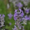 Lavandula angustifolia 'Middachten' -- Lavendel